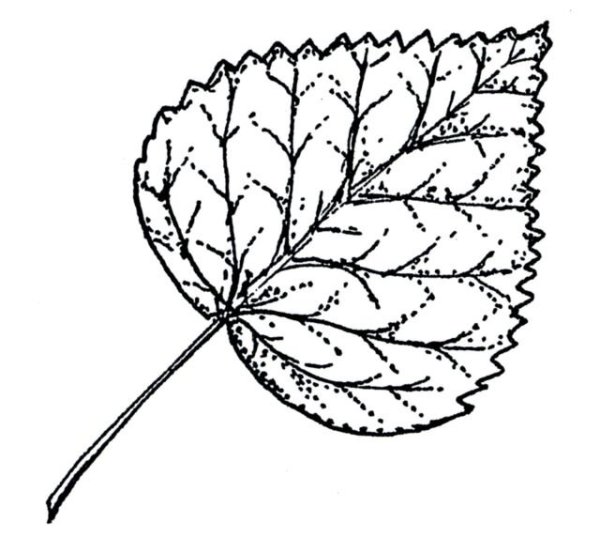 Лист осины для вырезания