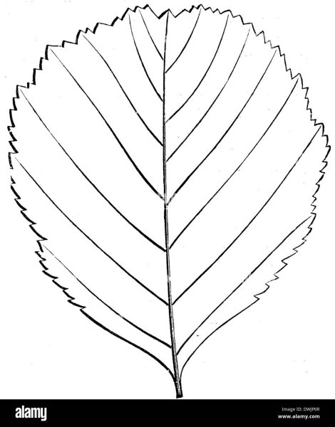Листья карандашом