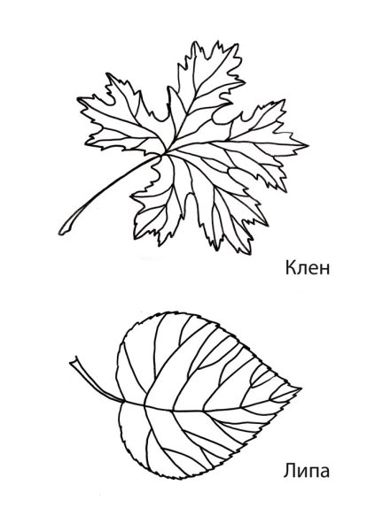 Листья с разных деревьев для раскрашивания