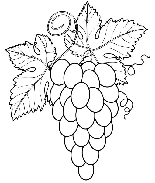 Гроздь винограда разукрашка