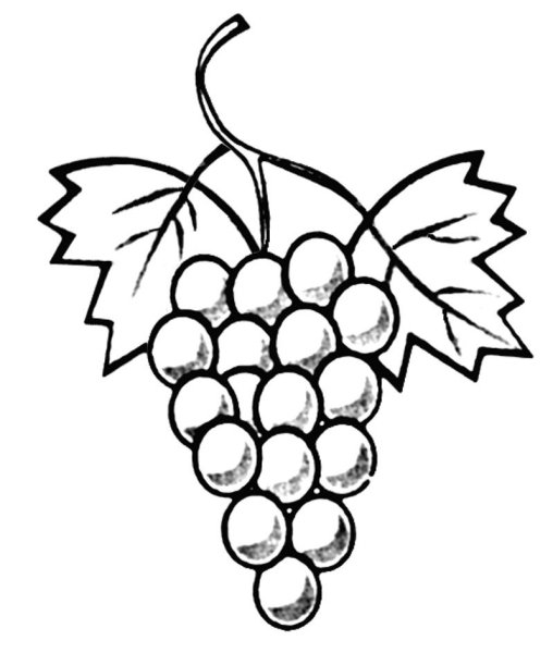Виноград раскраска для малышей