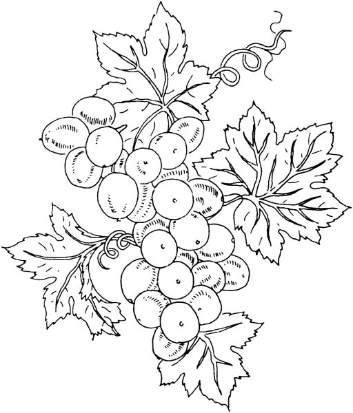 Гроздь винограда раскраска