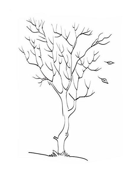 Раскраска дерево без листьев