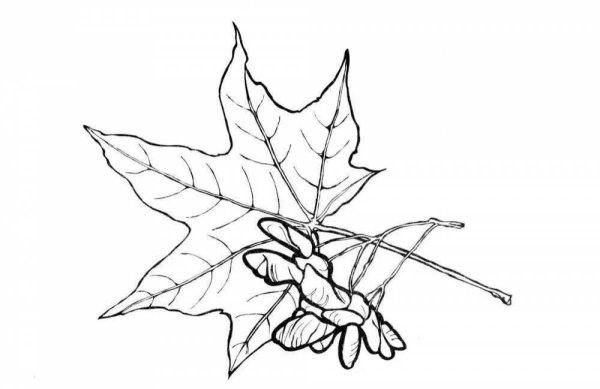 Лист клена раскраска