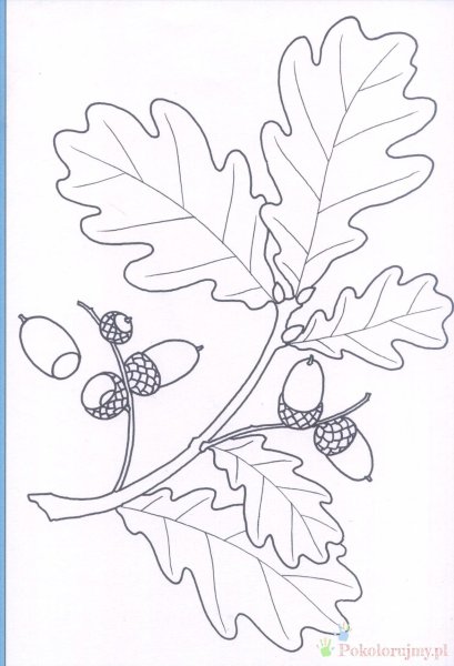 Ветка дуба раскраска