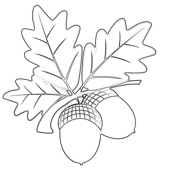 Дубовый лист раскраска