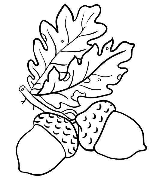 Желудь раскраска для детей