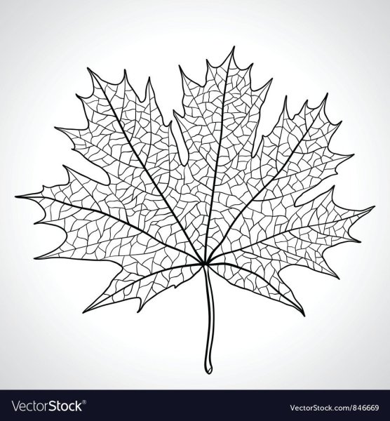 Лист клена с прожилками