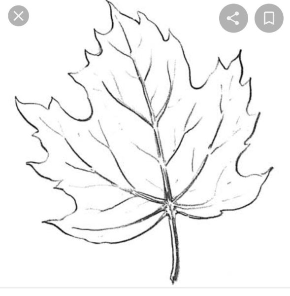 Кленовый лист карандашом