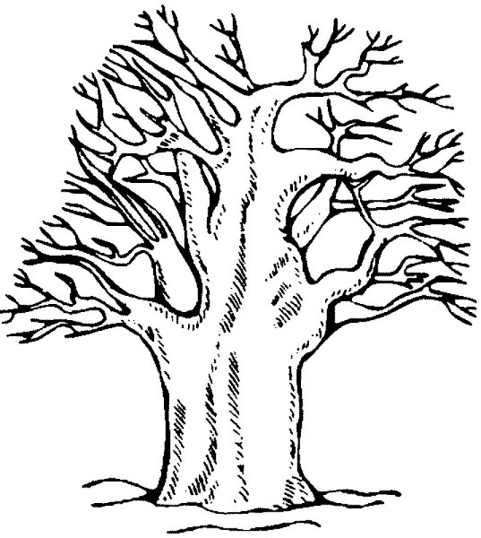 Раскраска дерево без листьев для детей