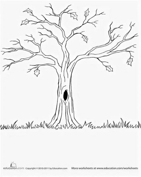 Дерево с дуплом раскраска