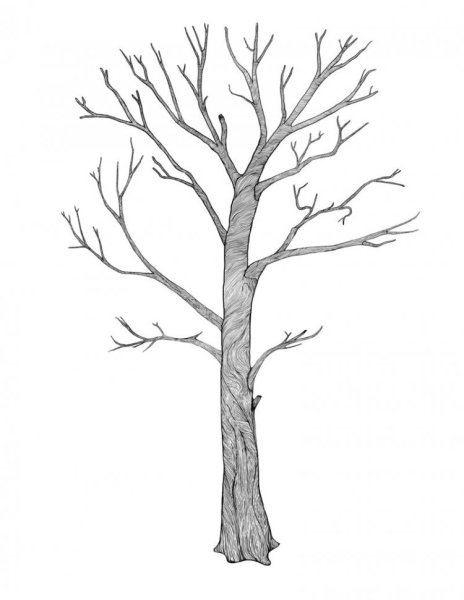 Дерево без листьев для рисования