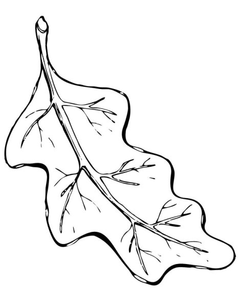 Дубовый лист раскраска