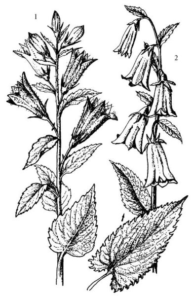 Колокольчик широколистный листья