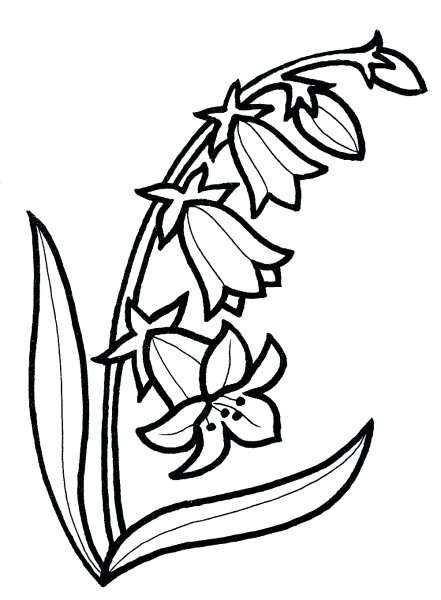 Раскраска колокольчик цветок