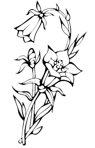 Колокольчик цветок рисунок