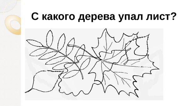 Деревья и листья задания для дошкольников