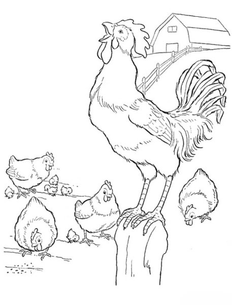 Курица и петух раскраска