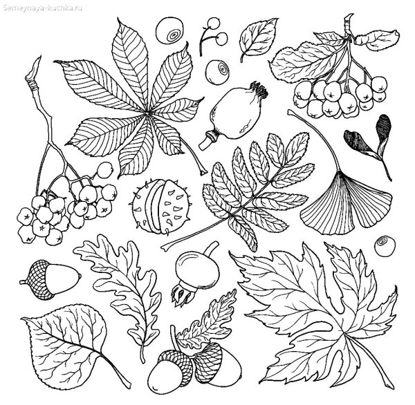 Осенние орнаменты для детей раскраска