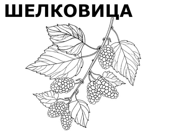 Раскраска Лесные ягоды для детей 5-6 лет