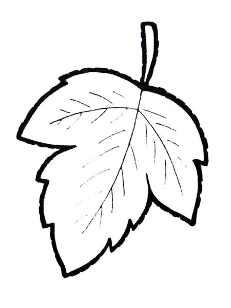 Лист березы раскраска