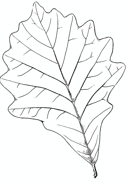 Листья деревьев раскраска