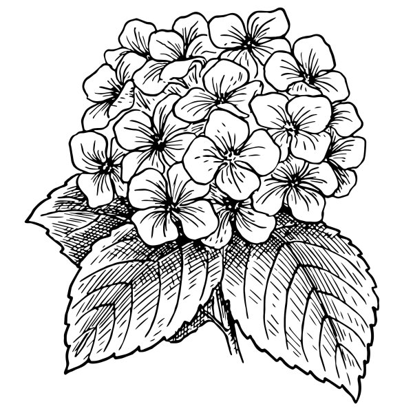 Гортензия контур