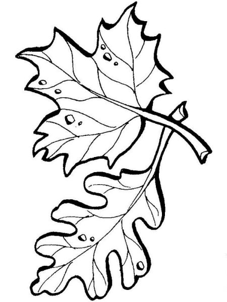 Раскраска листьев деревьев