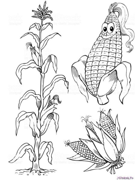 Кукуруза раскраска