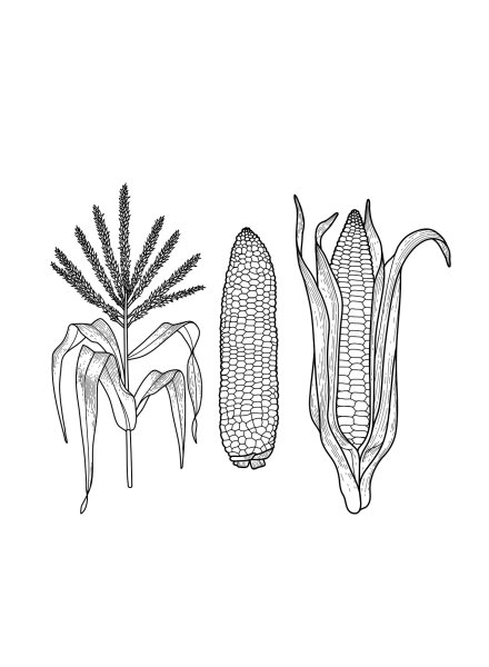 Кукуруза зерно вектор чб