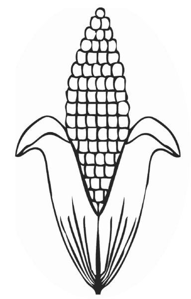 Зубовидная кукуруза