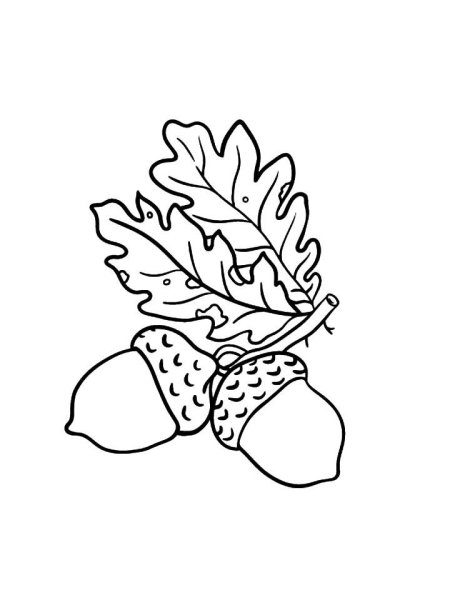 Желудь раскраска