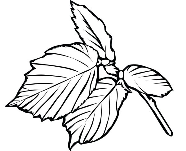 Листья раскраска