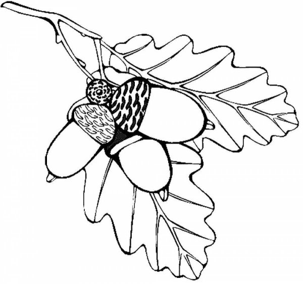 Желудь раскраска для детей