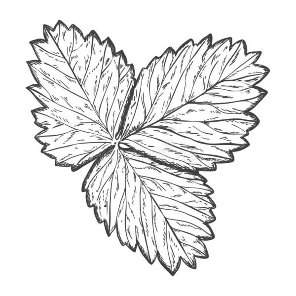 Лист клубники трафарет