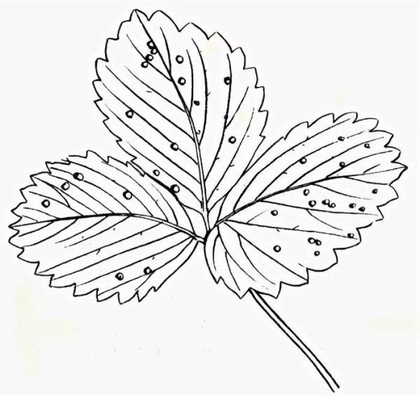 Листья клубники