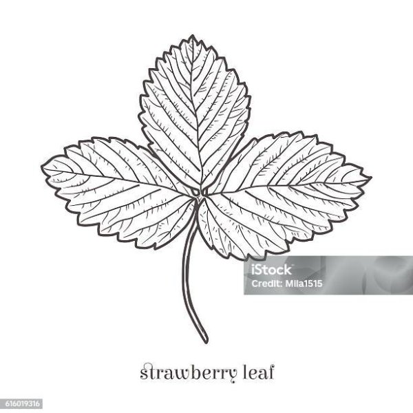 Лист клубники контур