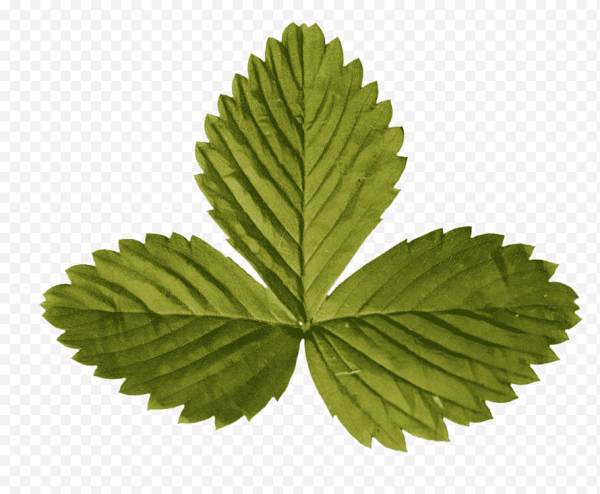 Листья клубники