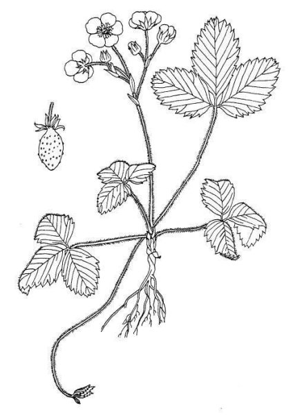 Земляника Шпанка