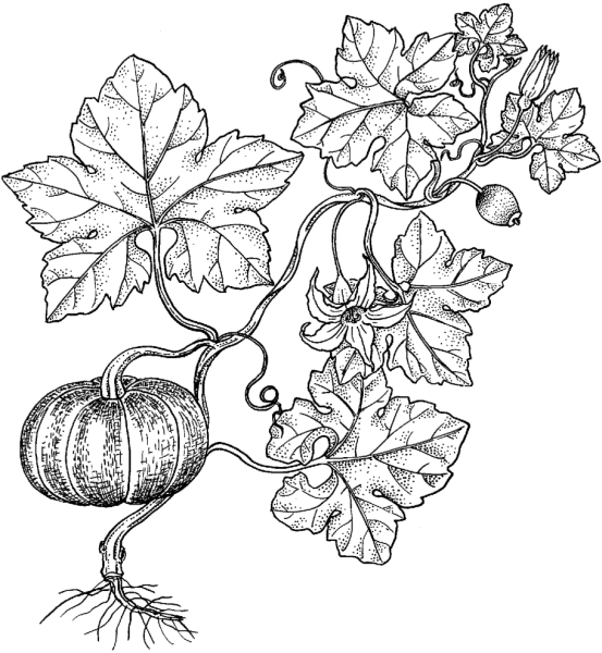 Тыква мускатная Cucurbita moschata duch