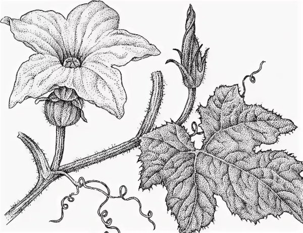 Цветок тыквы рисунок