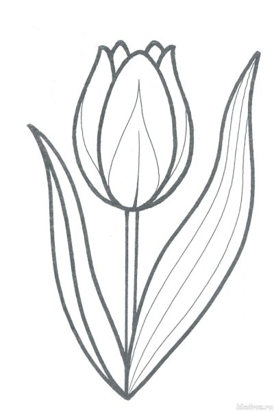 Листья тюльпана контур