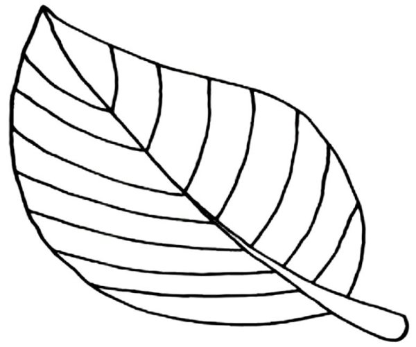 Раскраска листики цветов