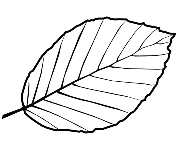 Лист бук рисунок