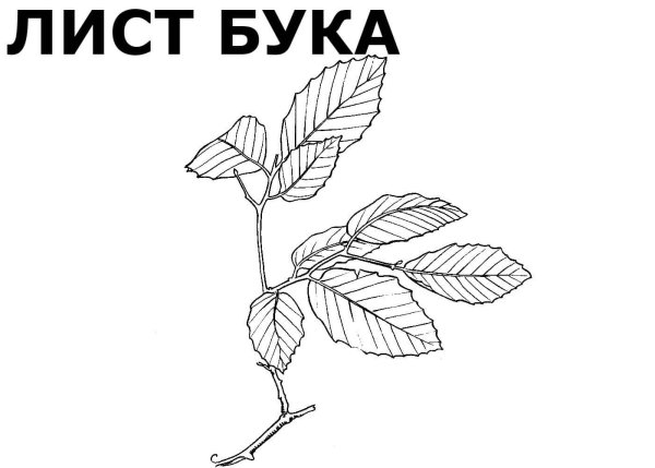 Раскраска первый лист