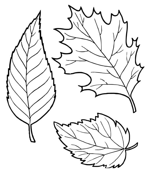 Листочки раскраска