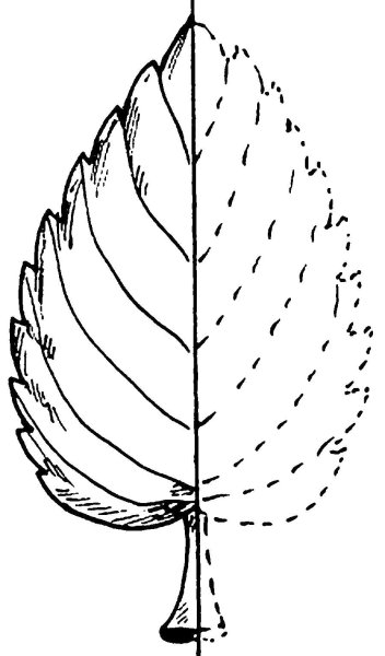 Штриховка листьев для дошкольников