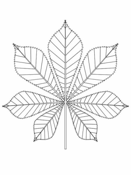 Лист каштана раскраска