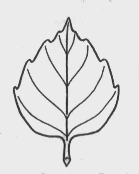 Симметричный лист раскраска