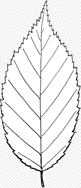 Симметричный лист дерева